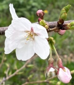 年度末、だな。