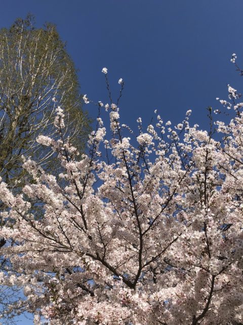 桜とコロナ